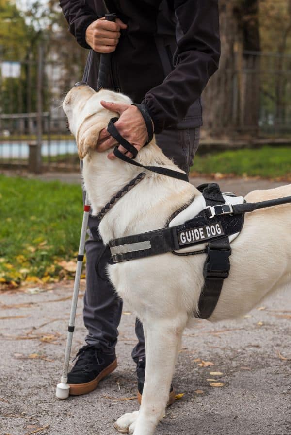 chien guide au côté de son maître
