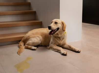 Chien qui urine dans la maison