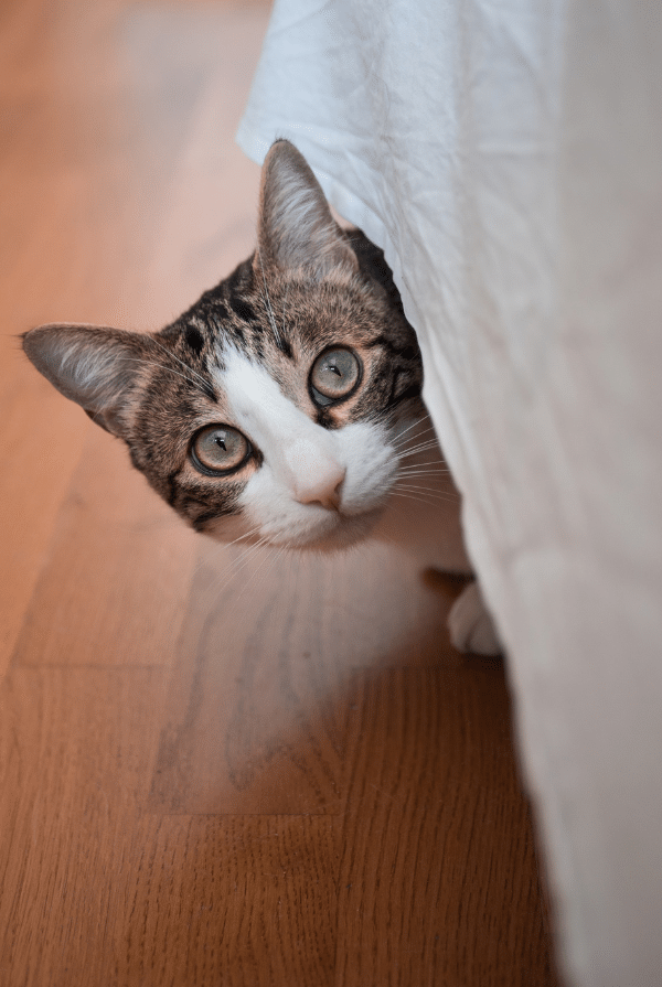 Chat qui sort sa tête du canapé