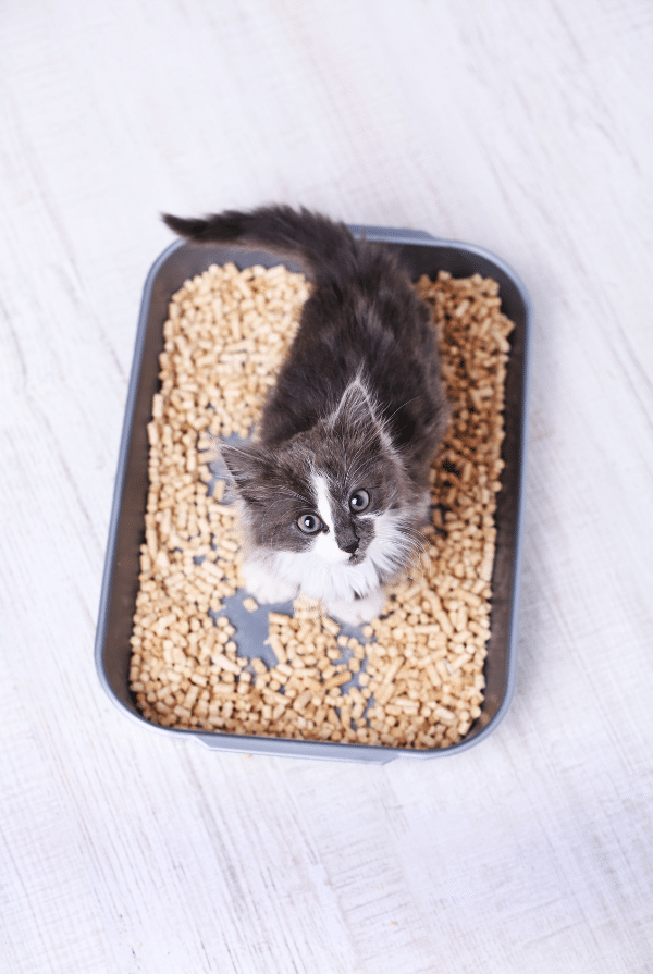Chaton dans sa litière