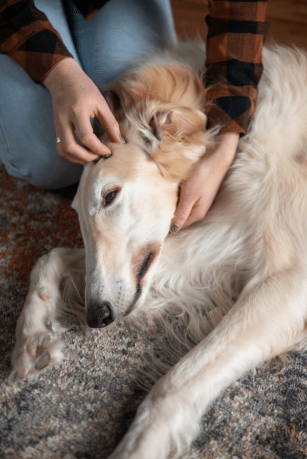 Chien allongé pour une auscultation de l'oreille par son maître