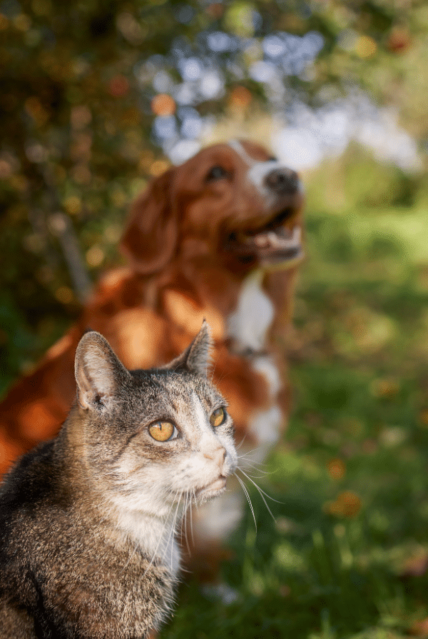 chien-et-chat-a-cote