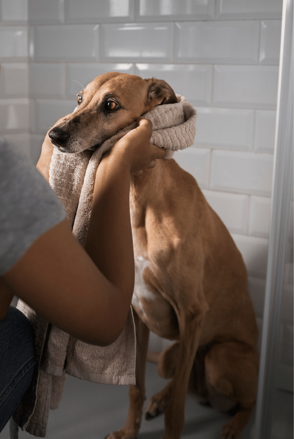 Chien à la sortie de la douche