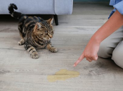 Mon chaton fait pipi partout : pourquoi