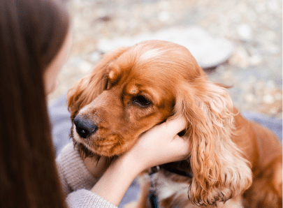 Mise en avant oreilles cocker