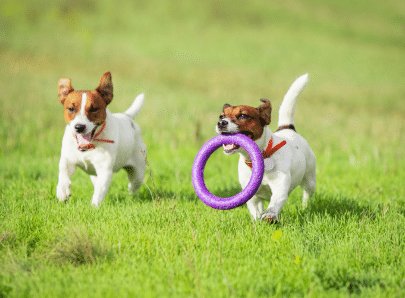Deux chiens qui jouent
